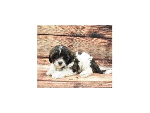 Teddy Bear-DOG-Female-Brindle and White-5169-Petland San Antonio, TX
