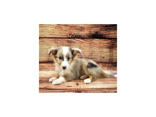 Shetland Sheepdog-DOG-Male-Blue Merle White and Tan-5168-Petland San Antonio, TX