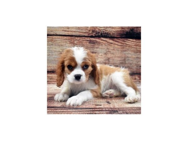 Cavalier King Charles Spaniel-DOG-Male-Blenheim-8260-Petland San Antonio, TX