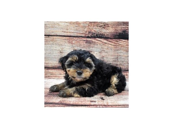 Yorkshire Terrier-DOG-Male-Black and Tan-8259-Petland San Antonio, TX