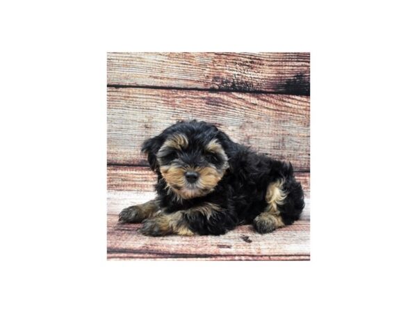 Yorkshire Terrier DOG Male Black and Tan 8259 Petland San Antonio, TX