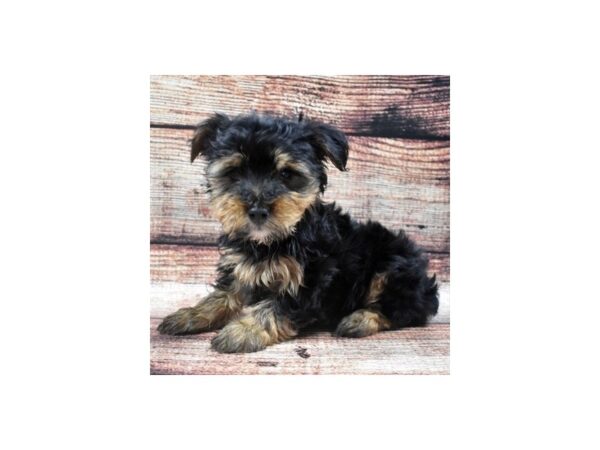 Yorkshire Terrier DOG Male Black and Gold 5170 Petland San Antonio, TX