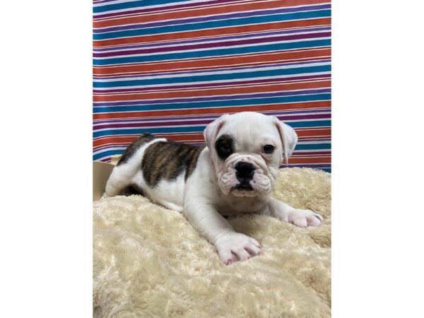 English Bulldog DOG Male blk & wh brdl 5178 Petland San Antonio, TX