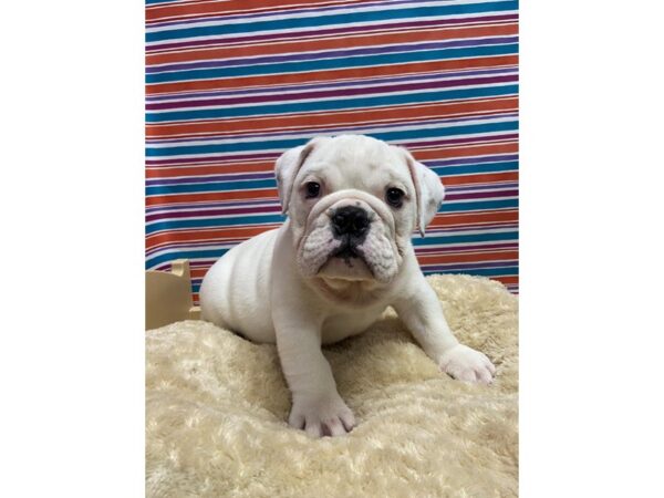 English Bulldog-DOG-Male-wh-5177-Petland San Antonio, TX