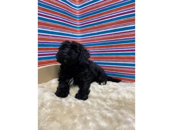 Bichapoo DOG Female blk, wh mkgs 5174 Petland San Antonio, TX