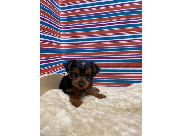 Yorkshire Terrier-DOG-Female-blk & tn-5173-Petland San Antonio, TX