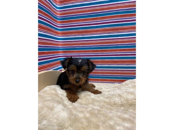 Yorkshire Terrier DOG Female blk & tn 5173 Petland San Antonio, TX