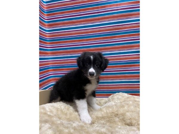 Australian Shepherd-DOG-Male-blk, wh mkgs tan pts-5172-Petland San Antonio, TX