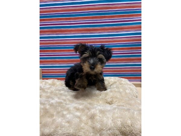 Yorkshire Terrier DOG Male blk & tn 5171 Petland San Antonio, TX