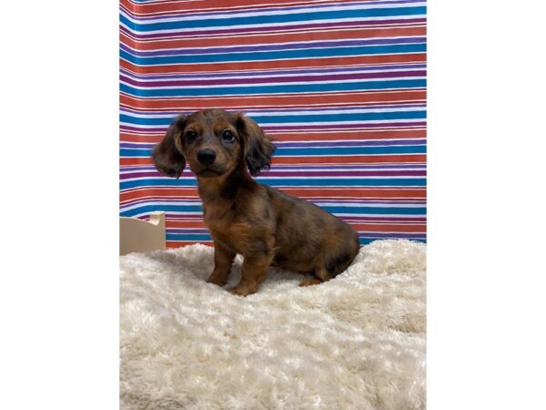 Dachshund DOG Female rd, dpl 5158 Petland San Antonio, TX