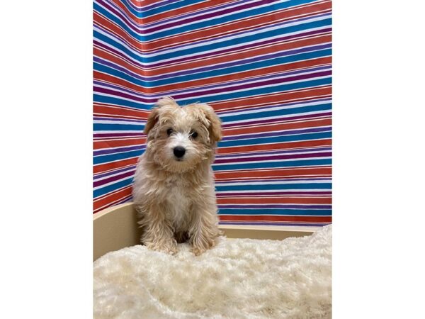 Schnoodle-DOG-Female-apct-5140-Petland San Antonio, TX