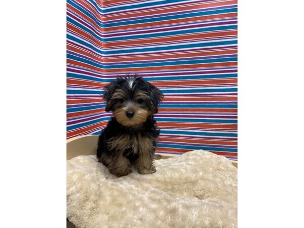 Shorkie DOG Male blk & tn 5132 Petland San Antonio, TX