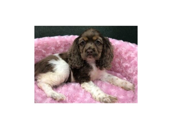 Cocker Spaniel DOG Female Chocolate Merle & White 8262 Petland San Antonio, TX