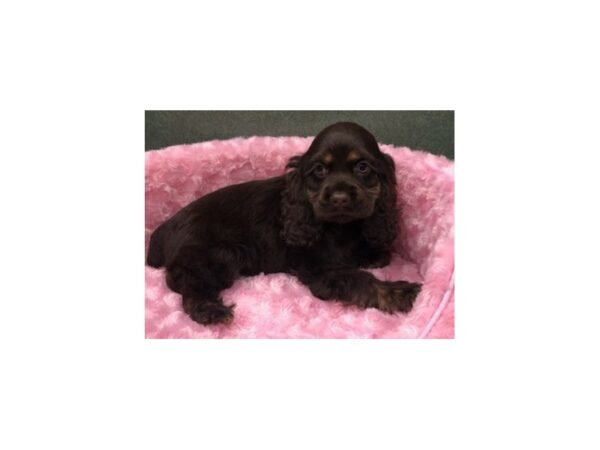 Cocker Spaniel-DOG-Female-Chocolate & Tan-8263-Petland San Antonio, TX