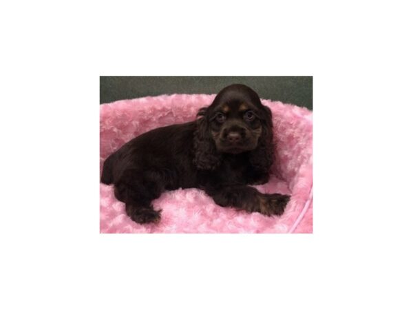 Cocker Spaniel DOG Female Chocolate & Tan 8263 Petland San Antonio, TX