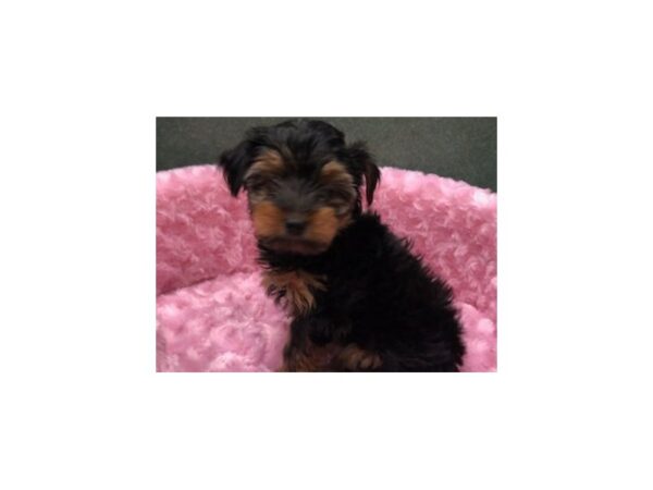 Yorkshire Terrier DOG Female Black & Tan 8269 Petland San Antonio, TX