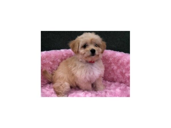 Havanese DOG Female Cream 8261 Petland San Antonio, TX