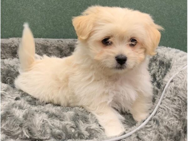 Havanese-DOG-Male-Cream-8260-Petland San Antonio, TX