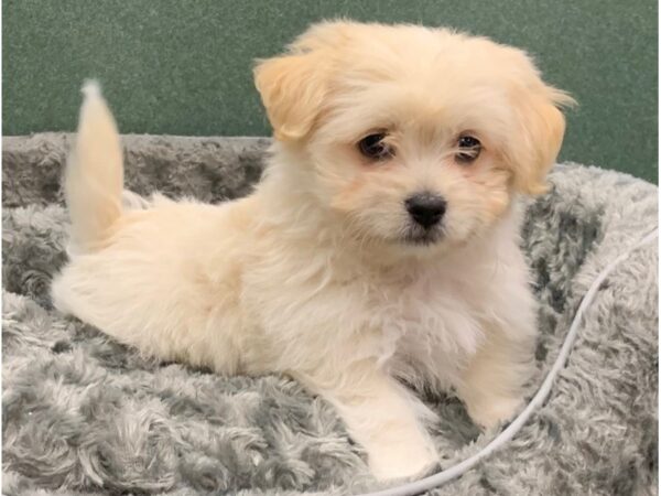 Havanese DOG Male Cream 8260 Petland San Antonio, TX