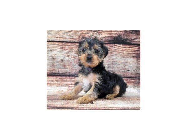 Yorkshire Terrier DOG Female Black and Tan 5184 Petland San Antonio, TX