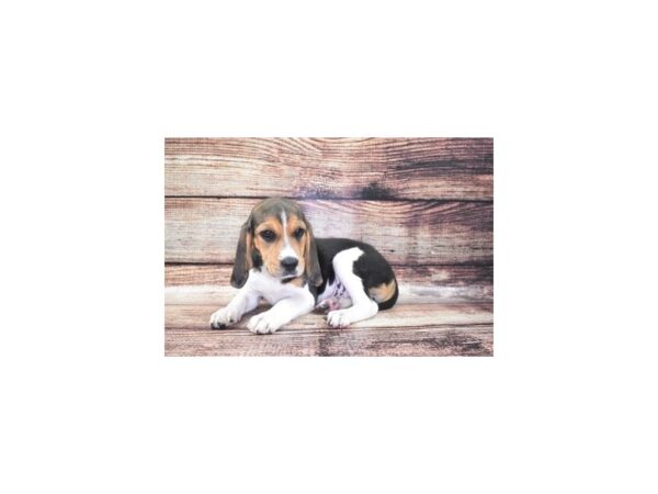 Beagle-DOG-Male-Black Tan and White-5180-Petland San Antonio, TX