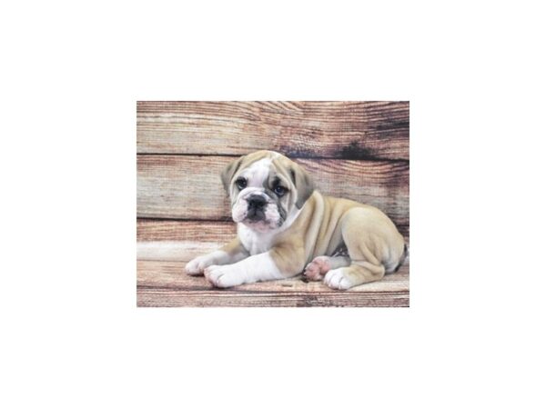 English Bulldog DOG Female Fawn & White 8289 Petland San Antonio, TX