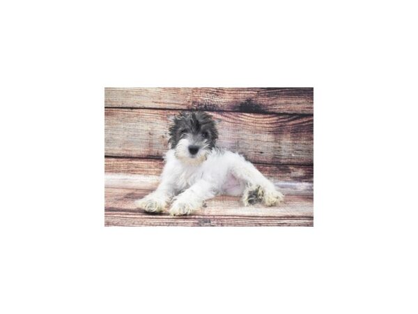 Miniature Schnauzer-DOG-Female-Salt & Pepper-8290-Petland San Antonio, TX