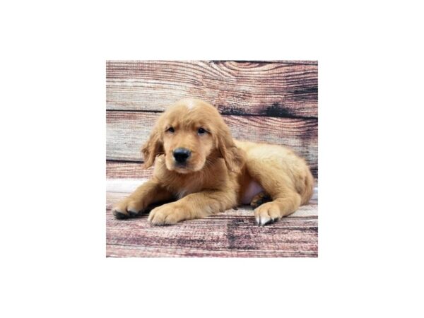 Golden Retriever-DOG-Male-Dark Golden-5181-Petland San Antonio, TX