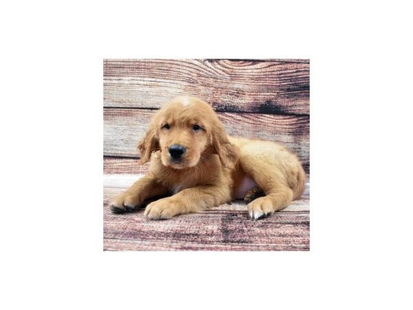 Golden Retriever DOG Male Dark Golden 5181 Petland San Antonio, TX