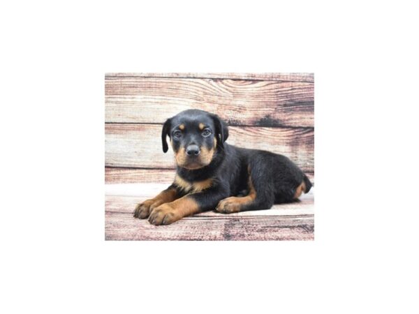 Rottweiler DOG Male Black and Mahogany 5183 Petland San Antonio, TX