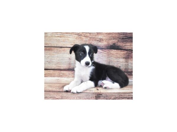 Australian Shepherd/ Border Collie DOG Male Black and White 5182 Petland San Antonio, TX