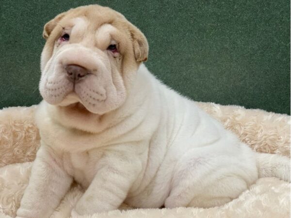 Shar Pei DOG Male White & Lilac 8270 Petland San Antonio, TX