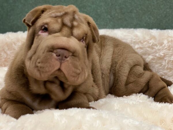 Shar Pei DOG Female Chocolate 8271 Petland San Antonio, TX