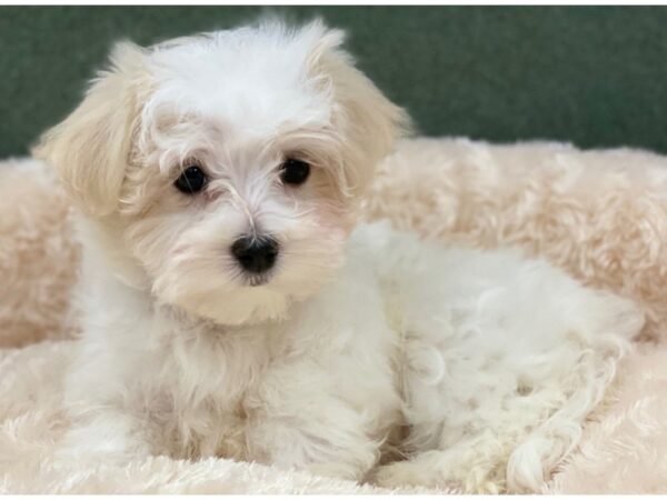 Maltese DOG Female White 8272 Petland San Antonio, TX