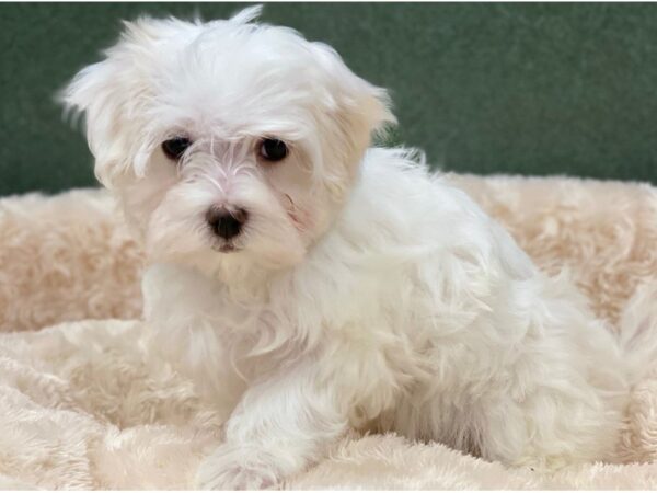 Maltese DOG Female White 8273 Petland San Antonio, TX