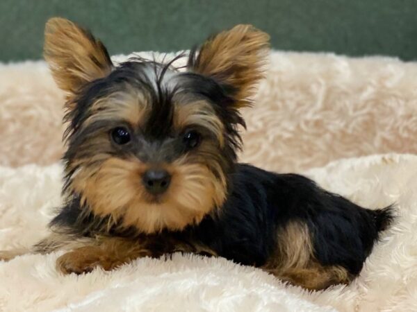 Yorkshire Terrier DOG Female Black & Tan 8274 Petland San Antonio, TX