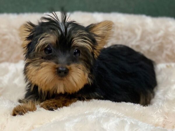 Yorkshire Terrier DOG Female Black & Tan 8275 Petland San Antonio, TX