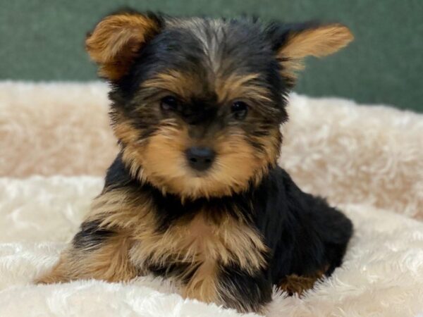 Yorkshire Terrier DOG Male Black & Tan 8276 Petland San Antonio, TX