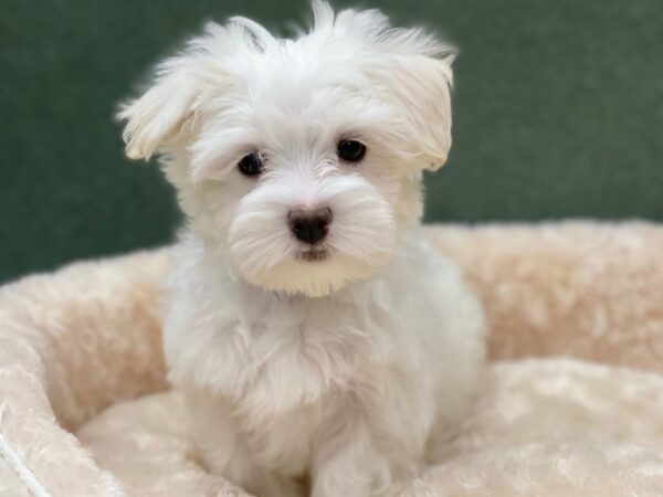 Maltese-DOG-Female-White-8277-Petland San Antonio, TX