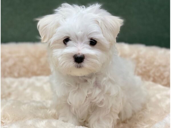 Maltese DOG Female White 8278 Petland San Antonio, TX