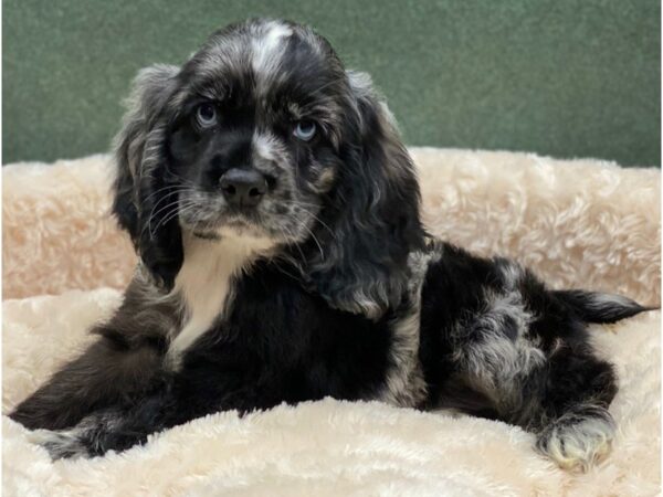 Cocker Spaniel DOG Male Blue Merle 8279 Petland San Antonio, TX