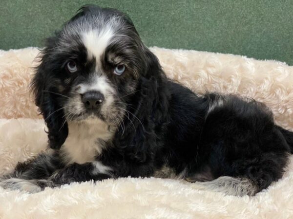 Cocker Spaniel DOG Male Blue Merle 8280 Petland San Antonio, TX