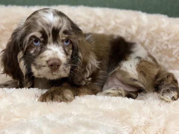 Cocker Spaniel DOG Female Chocolate Merle 8281 Petland San Antonio, TX