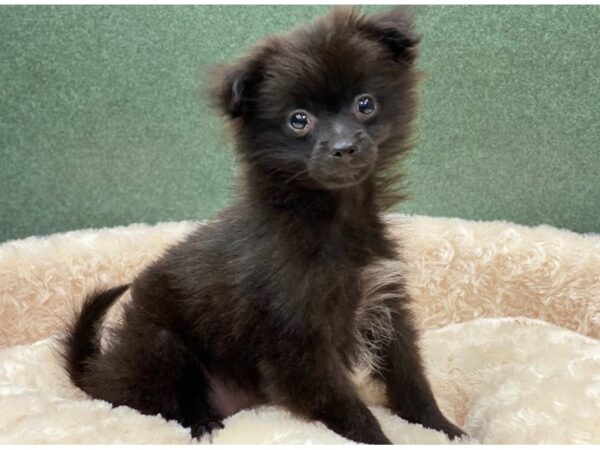 Pomeranian DOG Male Black 8282 Petland San Antonio, TX