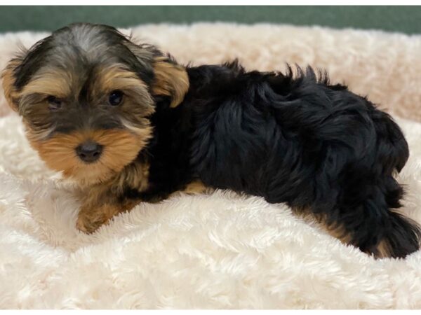 Yorkshire Terrier DOG Male Black & Tan 8283 Petland San Antonio, TX