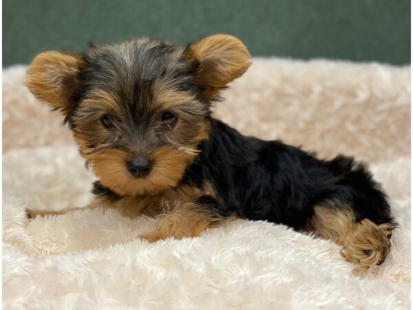 Yorkshire Terrier DOG Male Black & Tan 8284 Petland San Antonio, TX