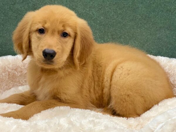 Golden Retriever DOG Female Golden 8285 Petland San Antonio, TX