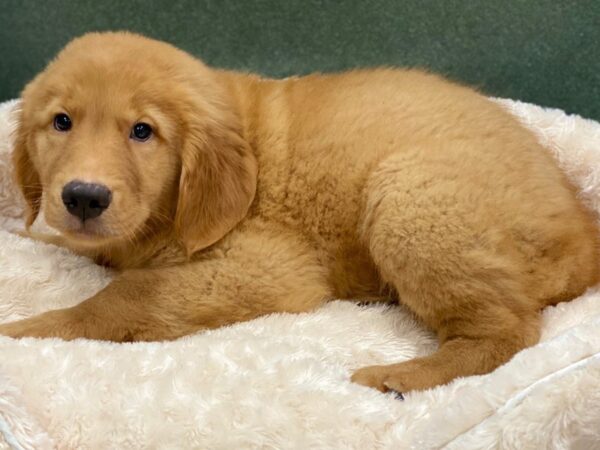 Golden Retriever DOG Male Golden 8286 Petland San Antonio, TX