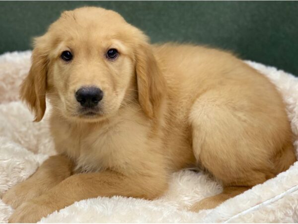 Golden Retriever DOG Male Golden 8288 Petland San Antonio, TX