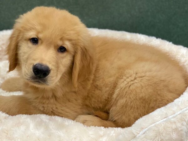 Golden Retriever DOG Male Golden 8287 Petland San Antonio, TX